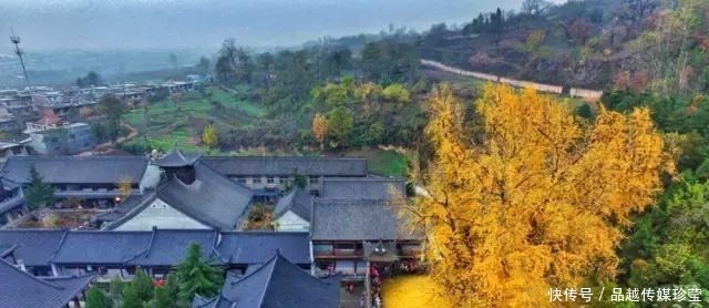 这3种盆景可以养成传家宝,再穷也要养,越老越值钱!