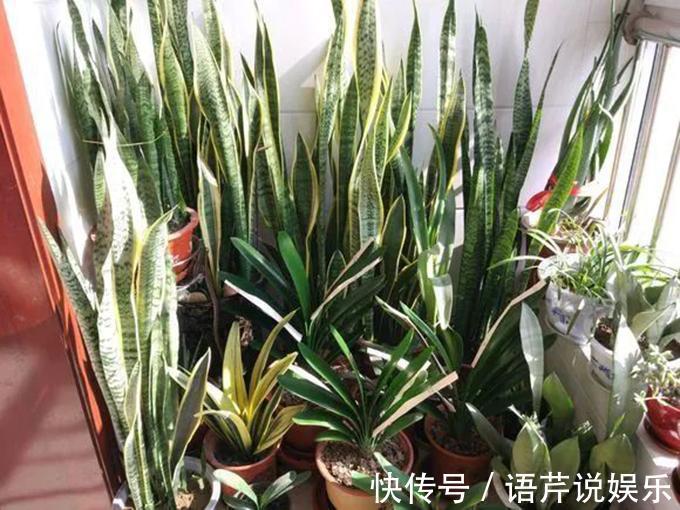 叶片|虎皮兰吃了这补药, 开花不断, 不烂根不黄叶, 蹭蹭窜到两米