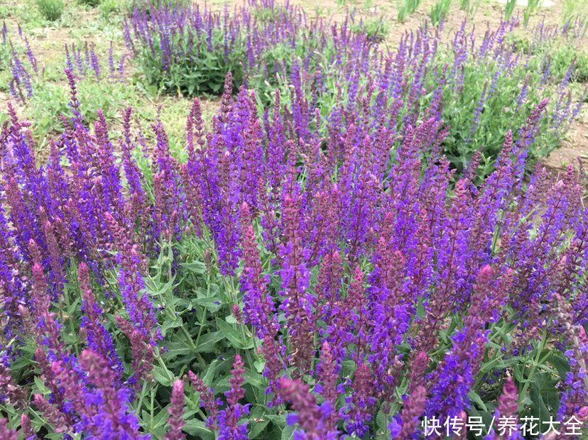 1种“香香草”，香味四溢能安神，耐寒耐旱皮实好养