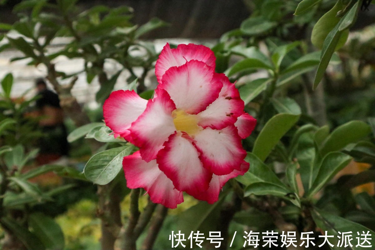 小花盆才能养好的花,种在大盆里太危险,一不小心就烂根