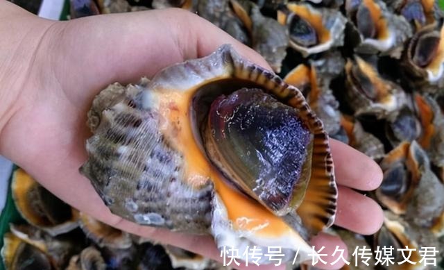 尾部|海螺的尾部到底是螺黄还是螺屎呢?很多人没弄明白,别再分不清