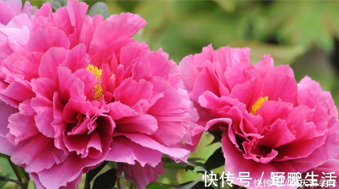 名花|中国传统十大名花你知道多少?各有千秋,看过后就像拥有!