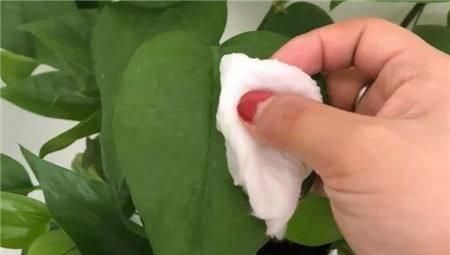 啤酒浇花作用大让土壤充满肥力,肥效持久,比淘米水还管用