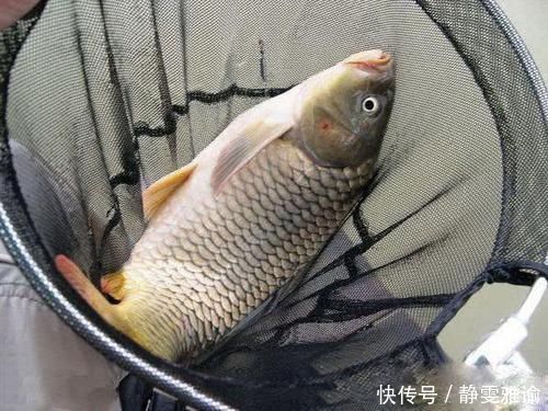 什么是黑坑,为什么现在很多鱼塘老板要求强制“回鱼”?