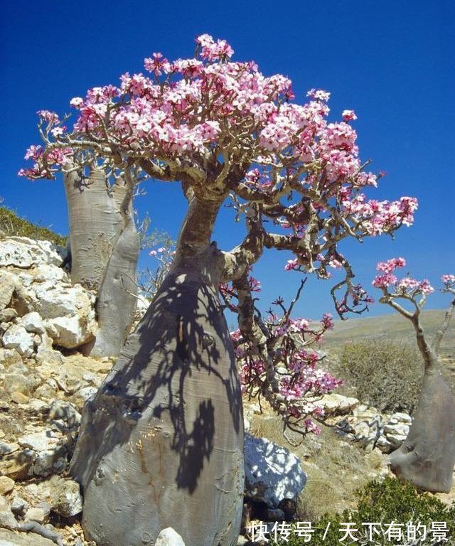 “穷养”5种花,用小花盆栽种,多晒少管更利于生长,又美又值钱