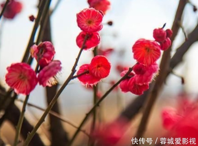 富贵竹|正月二十五招财运,4种“富贵花”华丽大气有内涵,寓意牛气冲天