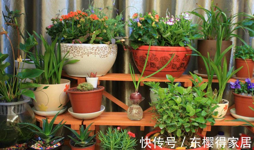 花友们|柳树全身是宝，取些枝条自制生根水，养花人轻松省下买肥钱