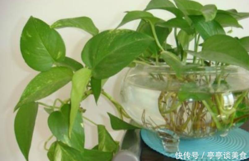 新手|6种花,丢水里就疯长,懒人新手都能养爆盆