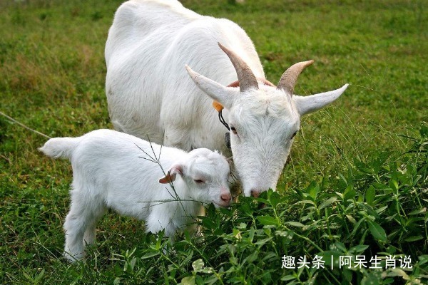 命中贵人|生肖猪2021年谁是你的超级贵人遇到要珍惜,助你事业谷底翻身