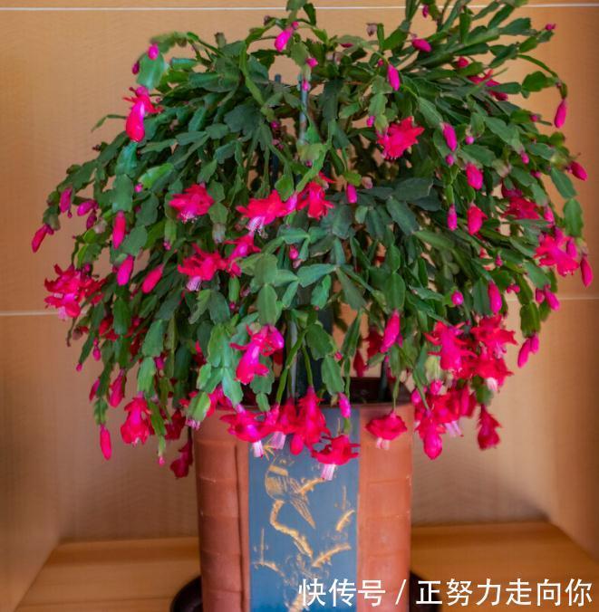 蟹爪兰开花后,赶紧做5件事,又会开成“大花球”