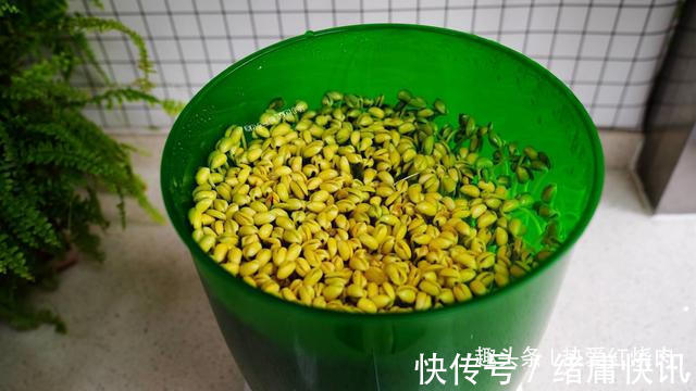 黄豆芽|用了我这办法，发黄豆芽不会变臭一次就成功，五天就长15厘米高！
