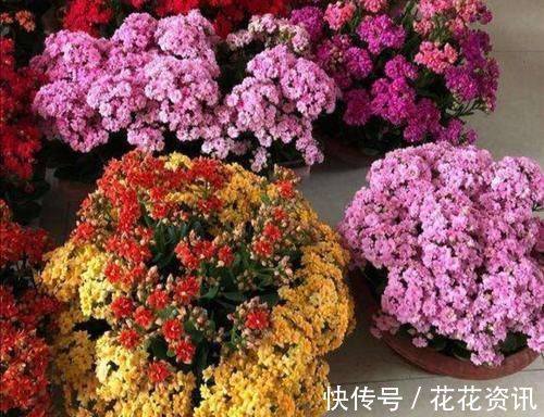 长寿花|什么花都养不好,就养2种花,开花漂亮,养护简单