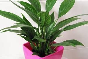 给花换盆后，3件事不能做，不然难服盆，还长不好