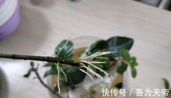 怎么提升扦插育苗的成功率?关键点全藏在这7步操作里