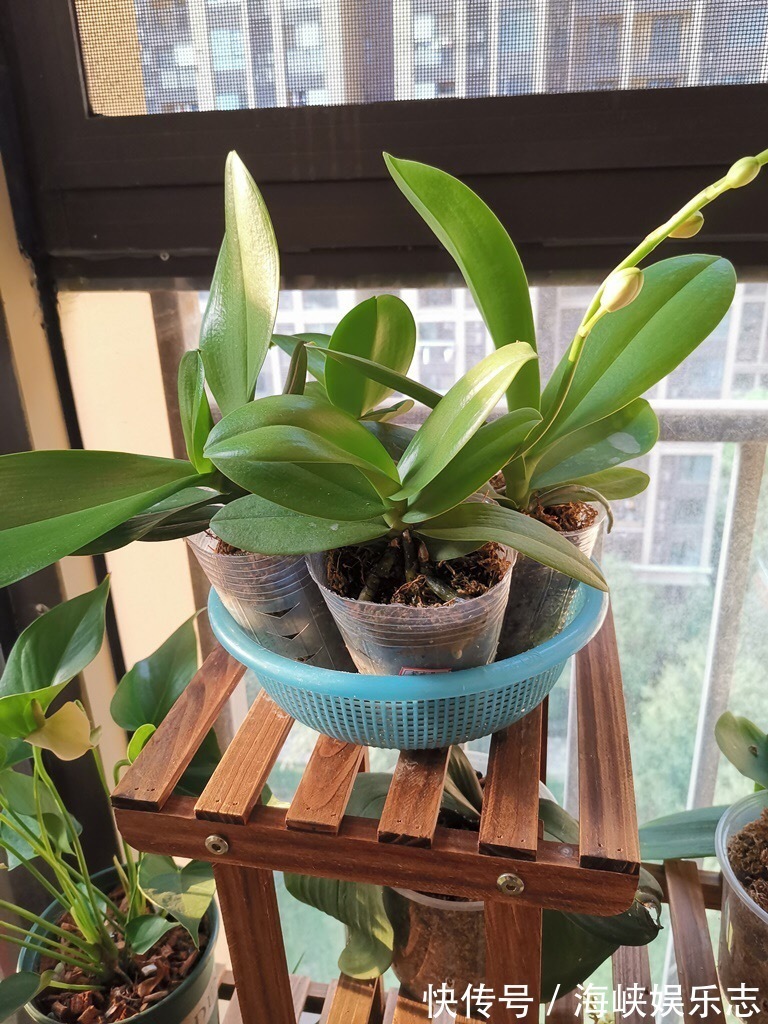 花芽|你扔掉的月季、蝴蝶兰,被我捡回来,养了1个月,嗖嗖冒“花芽”