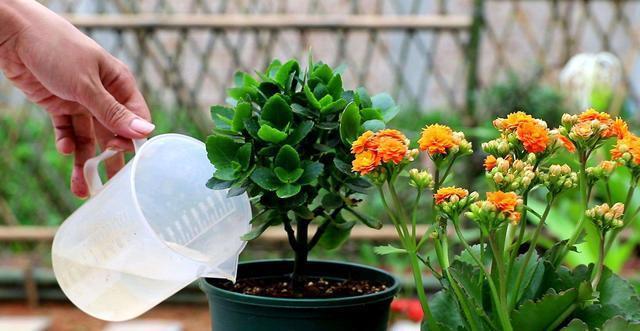 长寿花不长花苞,只控光用处不大,学会三控,花苞越来越多