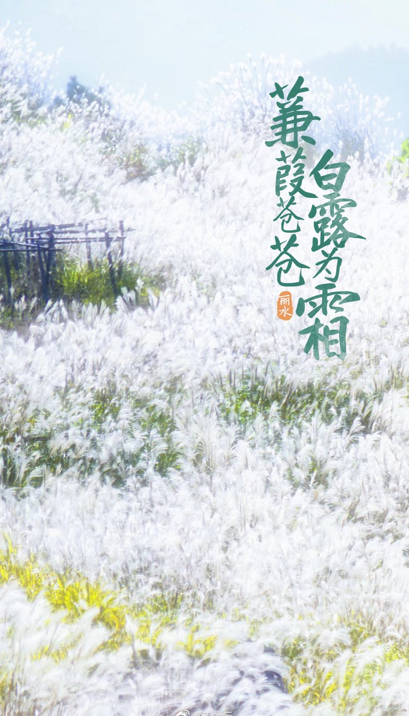 星空|芦花飞“雪”！秋末初冬的限定美景，再不来打卡可就要错过啦！