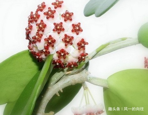 卫生间不适合养绿植这三种放进去蹭蹭长不停,越不见太阳越好长