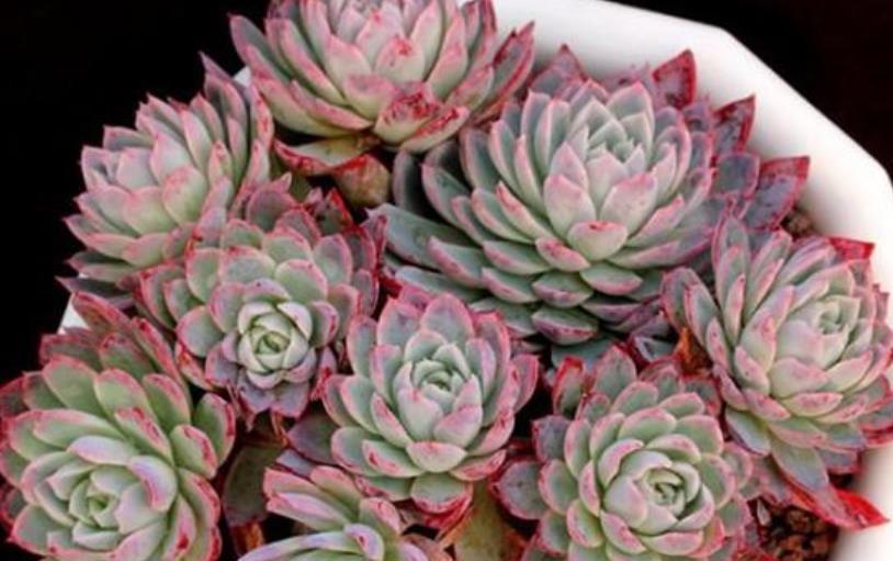 十月养多肉紫罗兰女王,注意4个要点,憋出一圈侧芽,仙气十足