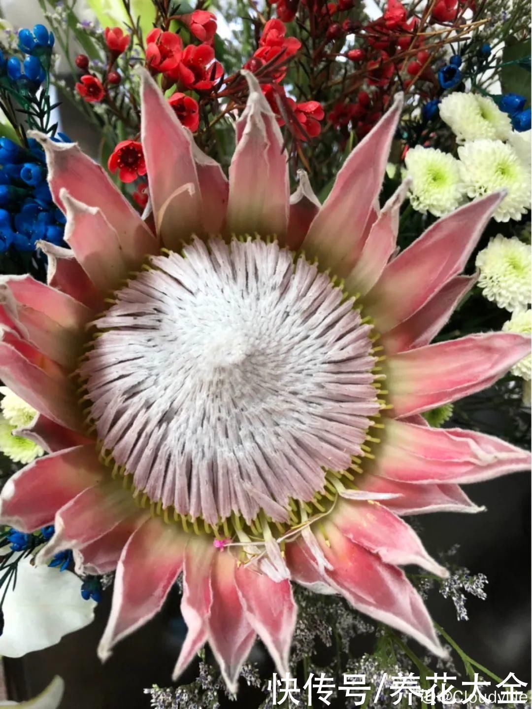 贵花|8种贵花,一盆好几百,有钱了一定要买一盆