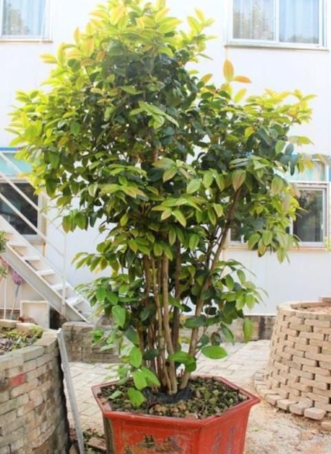 你见过“金茶花”吗？它可是一种珍稀植物，样子绝对惊艳你的双眼