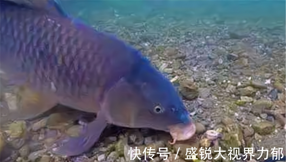 鲤鱼|手竿钓鲤鱼,调漂讲究“钩饵”不分离,用这些调漂方法提升中鱼率