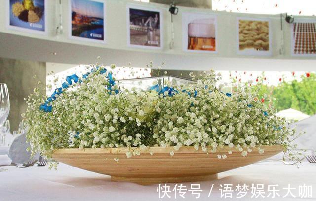 草本植物|阳台养盆“娇气花”,一盆开花1000朵,枝体最娇弱,开花却最多