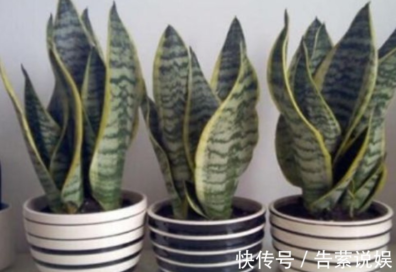 虎皮兰叶子“干瘪、发软”学会懒养，再浇“1种水”，精神抖擞