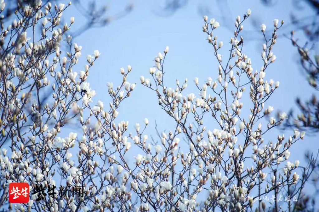 老年|南京国际梅花节19日开幕，梅花山花海如潮