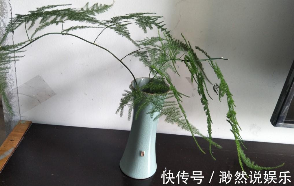 病虫害|文竹发黄了怎么办全部剪掉，就能长出新叶子！