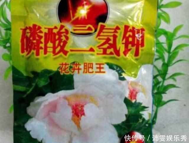 养花还用磷酸二氢钾？2样废料家家有，就是磷钾肥