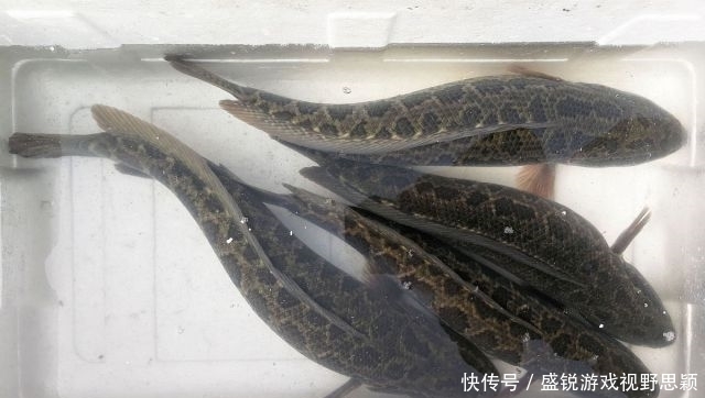 一放一收,这钓法果然是对付“黑鱼”的利器,够狠!