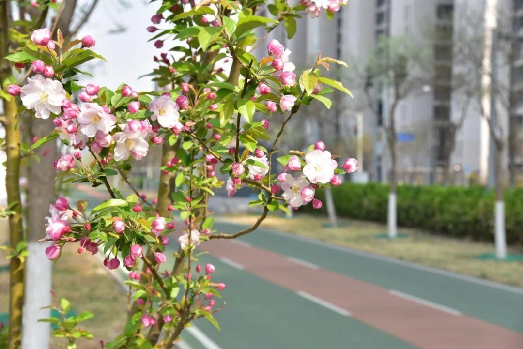 紫丁香、海棠芬芳馥郁，在昌平自行车专用路来一次观光骑行之旅吧