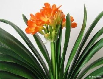 家养君子兰总是难开花养花三十年的大爷亲自教你养到花开爆满盆