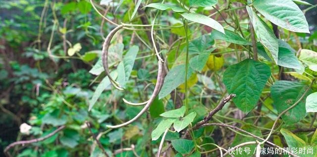 厨房|婆婆厨房忙碌2小时,做了3菜一汤,全家吃得营养健康