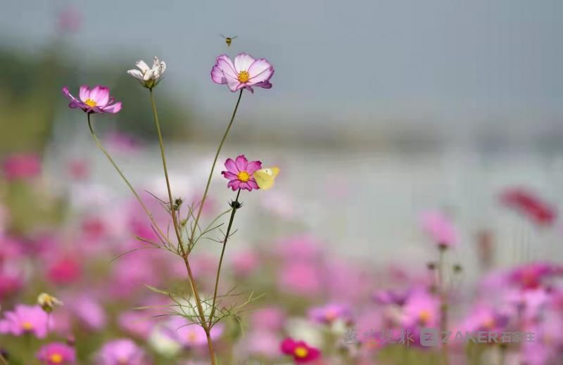 锦簇|白云绿水、鲜花锦簇......滹沱河畔赏秋景