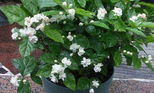 茉莉月季花苞没开就掉光现在按这法子救,花苞重新挂满枝