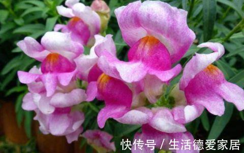 匮也|农历7月10日开始，养花养个耐看的，越晒越爆盆，阳台开出花海