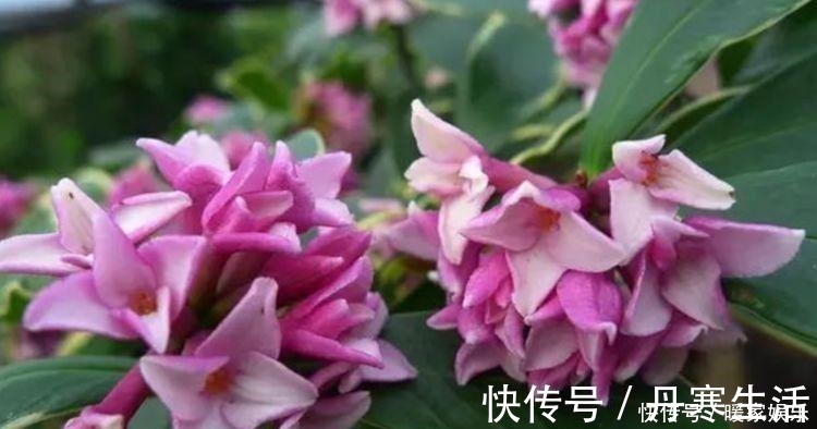 适合庭院养护的几款花卉,开花艳丽惹人爱,花园变花海