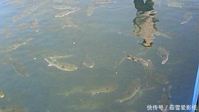 钓友|珠江出现大量河豚,半天能钓几十条,有胆大者想带回家吃,能行吗