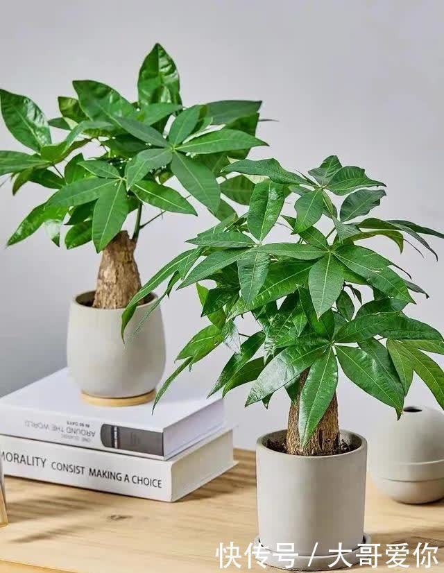 夏天养发财树,记住四个“不”,叶子绿油油的,越养越招财