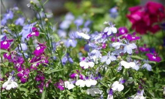 养花试试4种花,绚丽多彩,漂亮又好养,清香一满屋