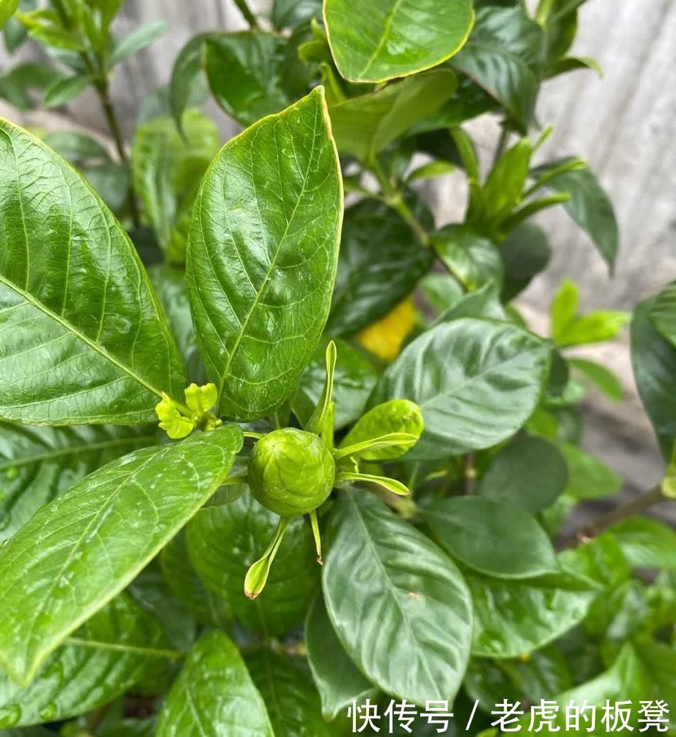 盆栽|栀子花花期要到了，做好3点，花苞多，花朵大又香