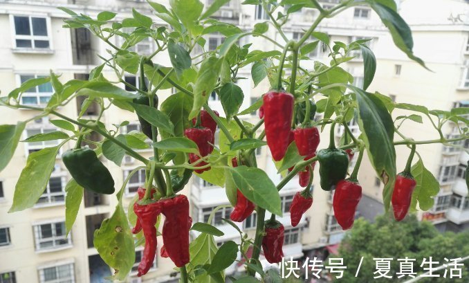 种菜|别人养花,她却种一楼顶菜,多得吃不完都送邻居了