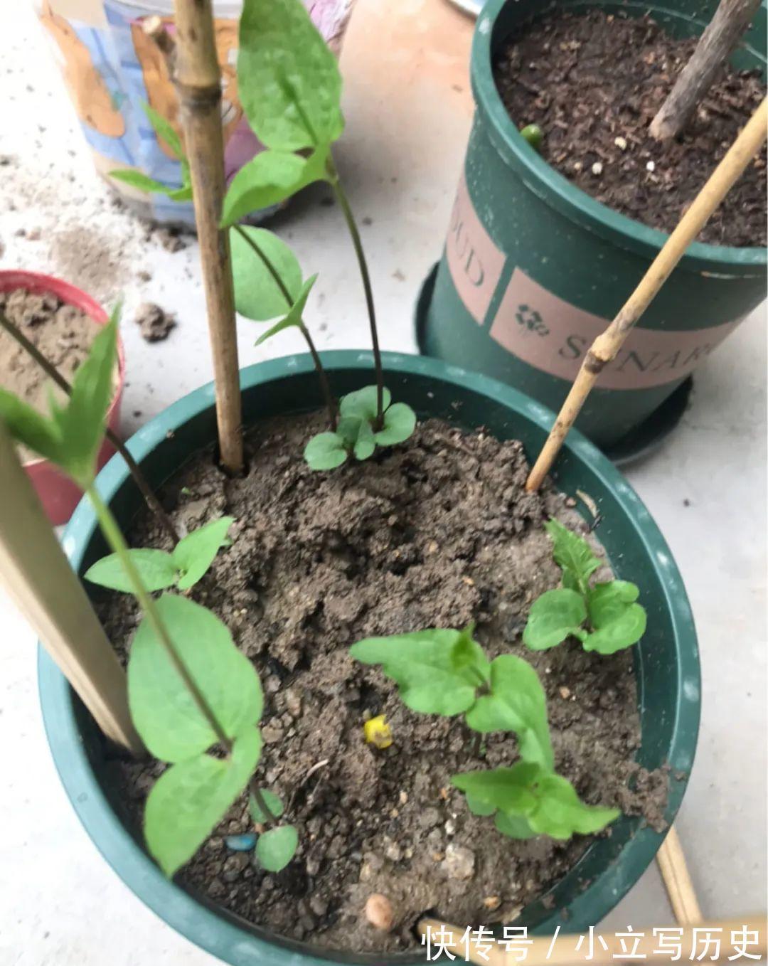 缺德商贩,把“绿化草”包装成“进口花”来卖,上当的人真不少