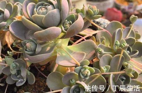 观音莲|公认好养的4种多肉植物,养一年就能长满盆,像是从花盆里流出来