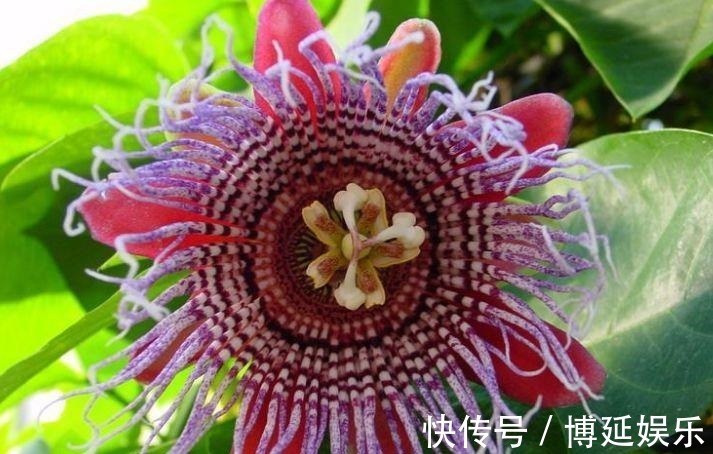 从8月24日开始,家养此款花卉,随意养都爆盆,花开上千朵