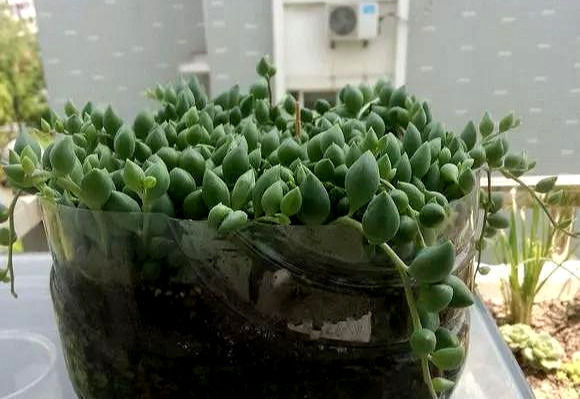 白根|只要家里有油桶,就不用花钱买花盆多肉种在油桶里,叶子胖嘟嘟