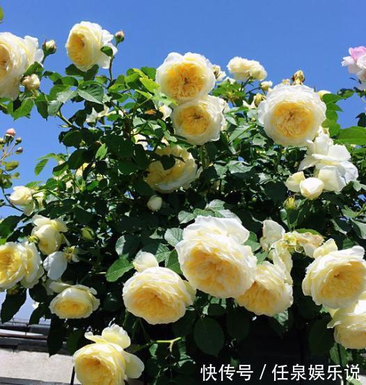 生根液|扦插月季小“方法”,扦插一棵活一棵,15天根系长满盆,非常简单