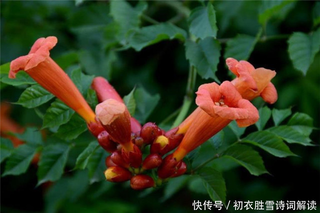 古诗词&古诗词中九首青青夏色:山青青,水青青,垂杨鸥不惊